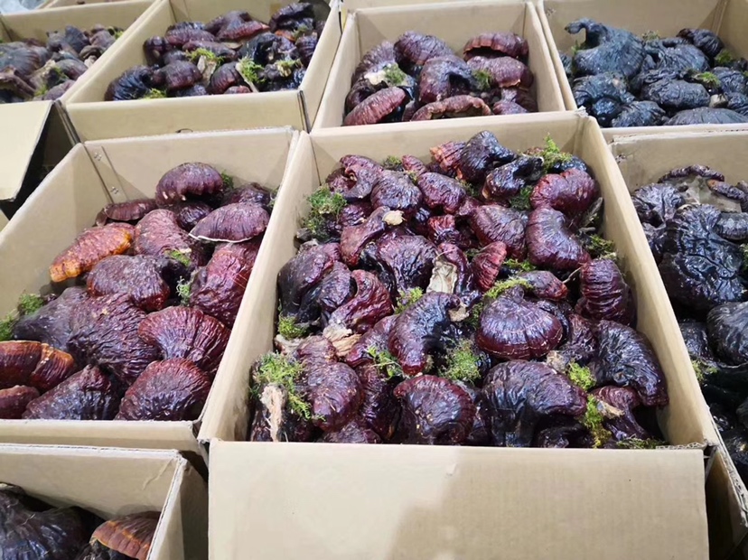 中药材市场中浙贝母的交易现场,摊位上摆放着大量干燥的贝母药材,顾客正在挑选 浙贝母药材市场交易场景