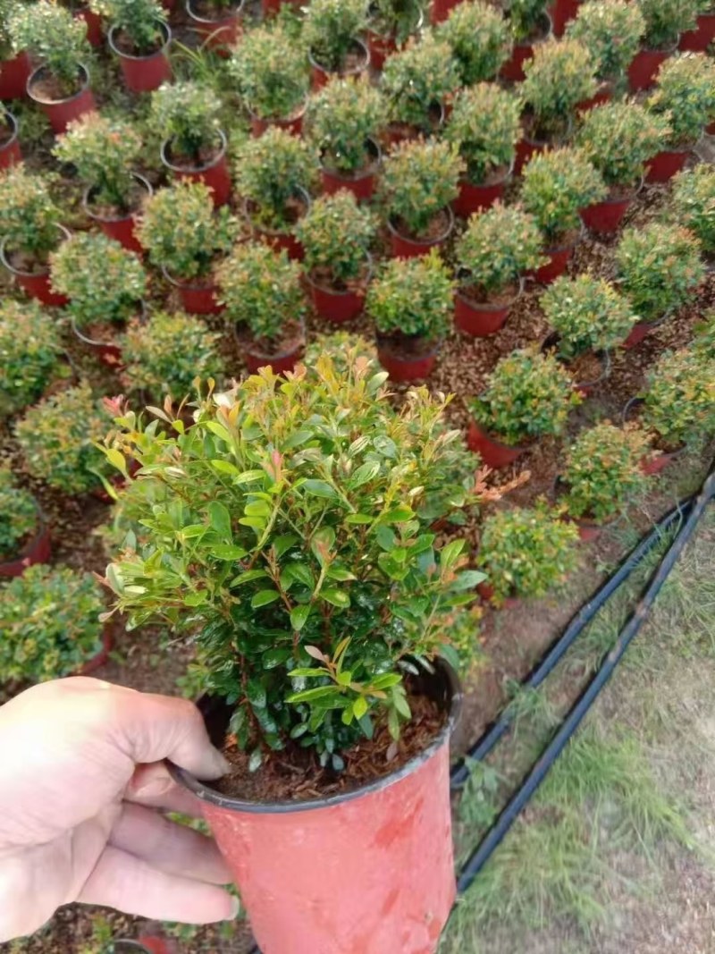 赤楠小叶赤楠盆栽植物四季常青室内净化空气绿植