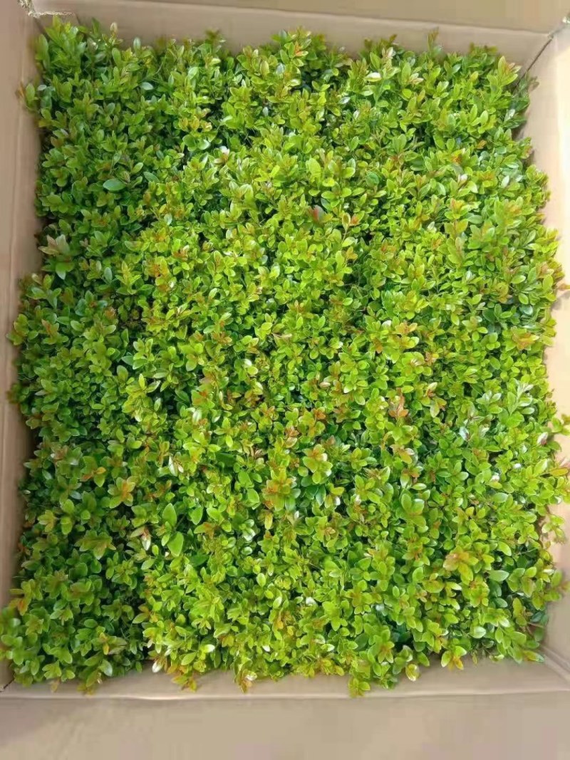 赤楠小叶赤楠盆栽植物四季常青室内净化空气绿植