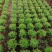 赤楠小叶赤楠盆栽植物四季常青室内净化空气绿植