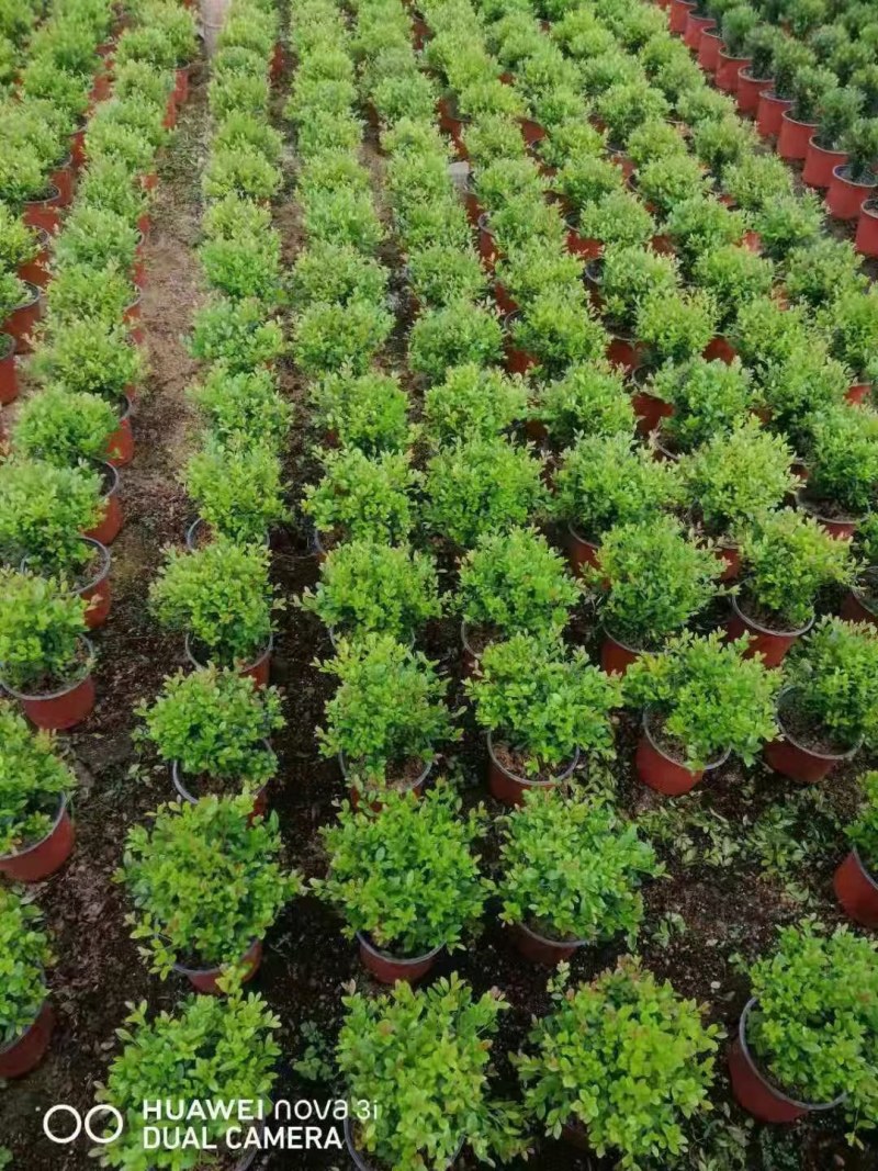 赤楠小叶赤楠盆栽植物四季常青室内净化空气绿植