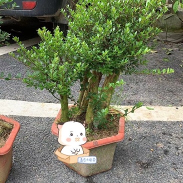 精品树桩赤楠基地直销一手货源一颗可发