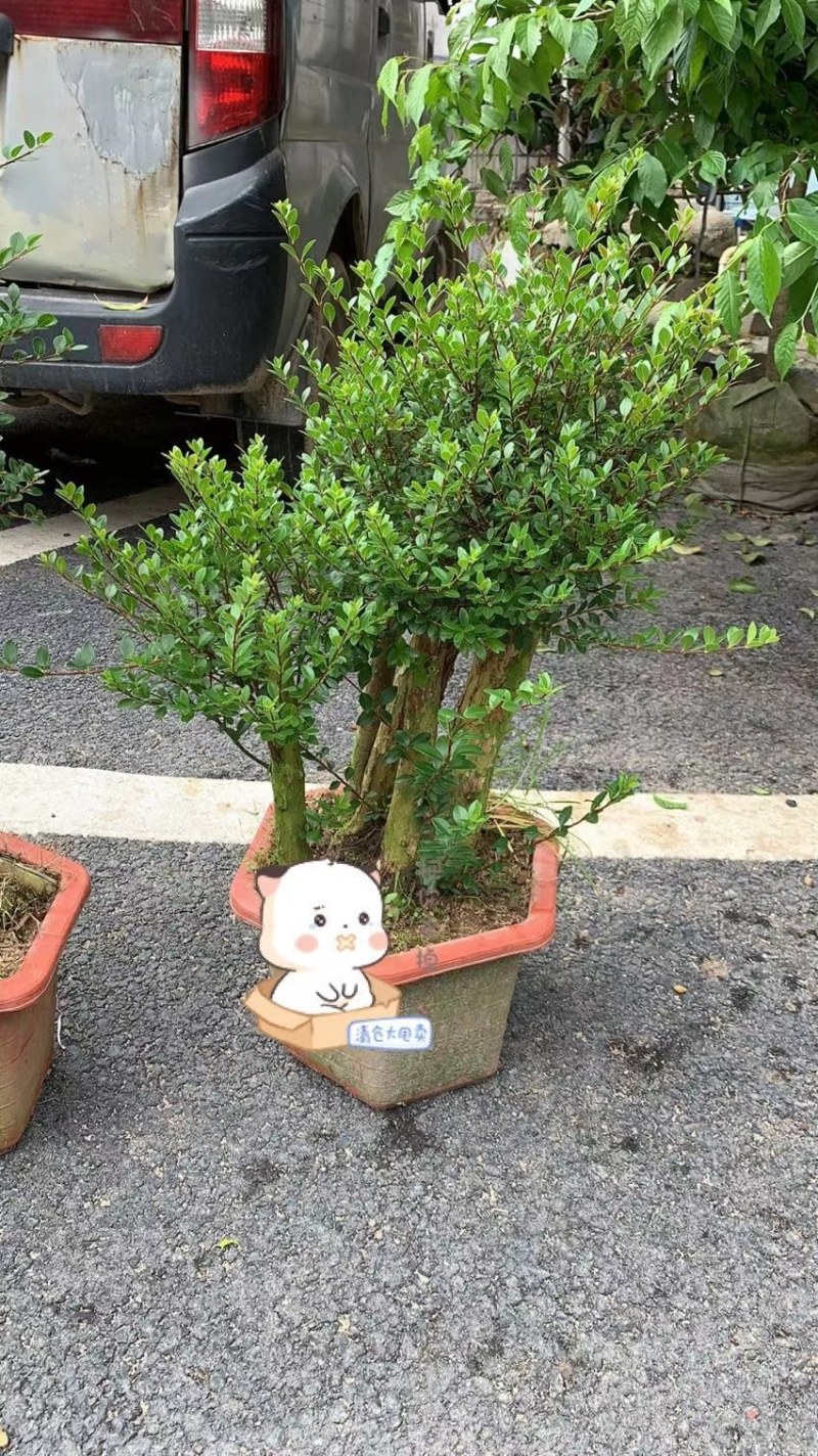 精品树桩赤楠基地直销一手货源一颗可发