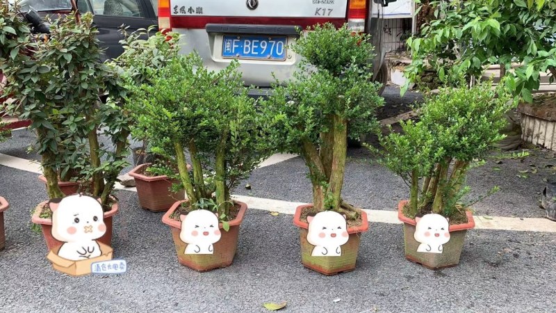 精品树桩赤楠基地直销一手货源一颗可发