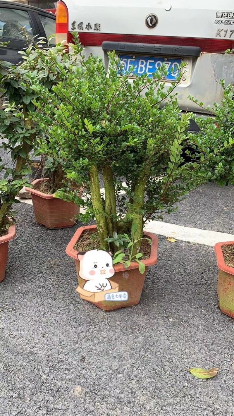 精品树桩赤楠基地直销一手货源一颗可发