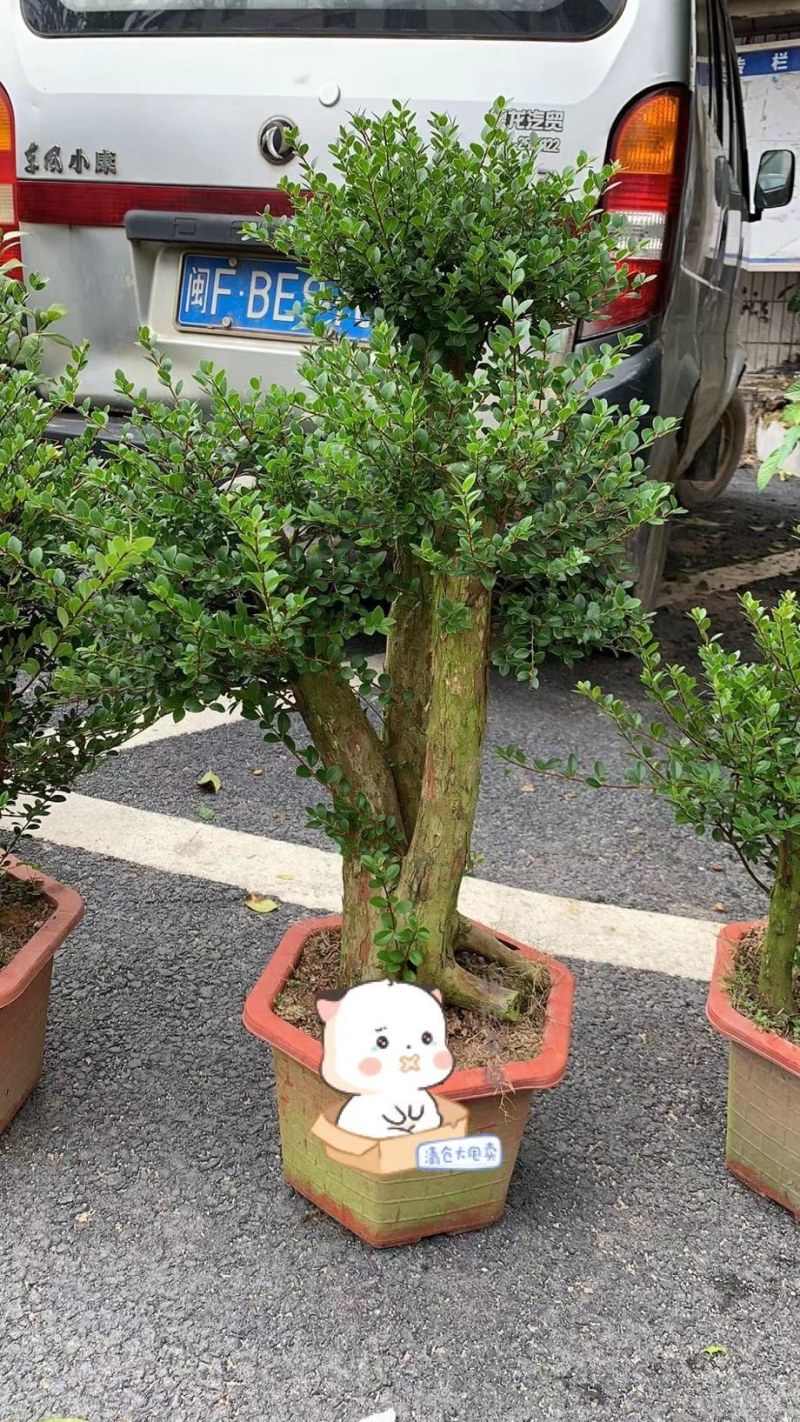 精品树桩赤楠基地直销一手货源一颗可发