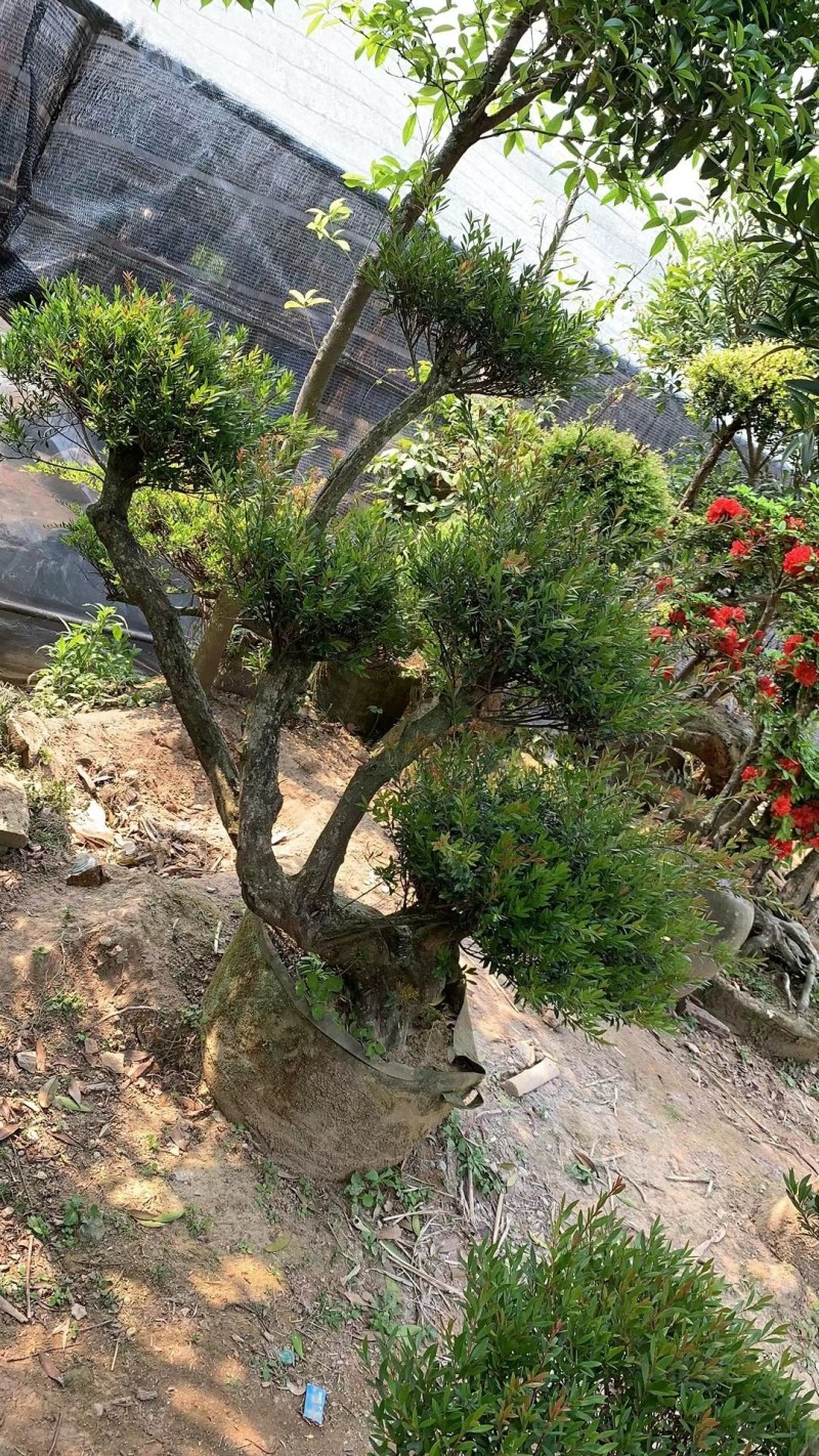 精品树桩赤楠基地直销一手货源一颗可发
