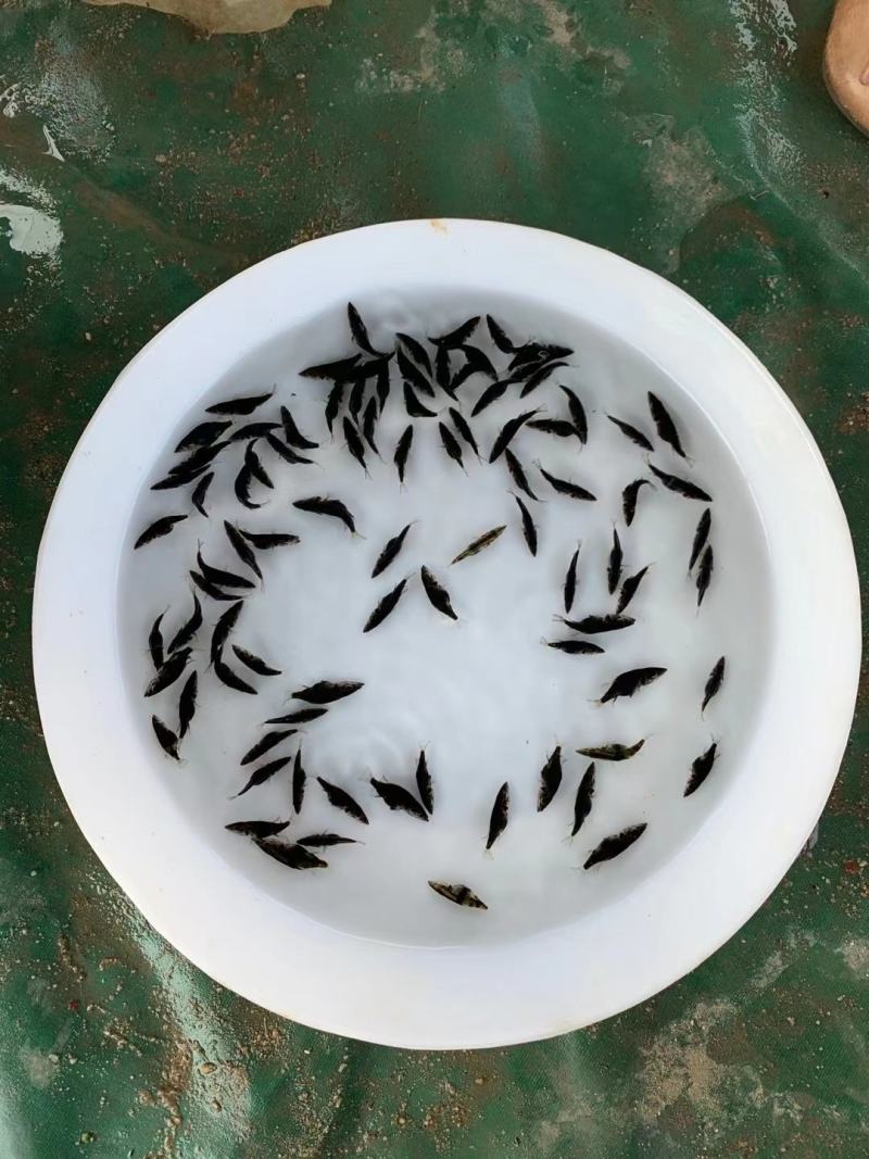 桂花鱼苗2-5公分，鳜鱼苗，淡水鱼苗水产养殖，量大优惠