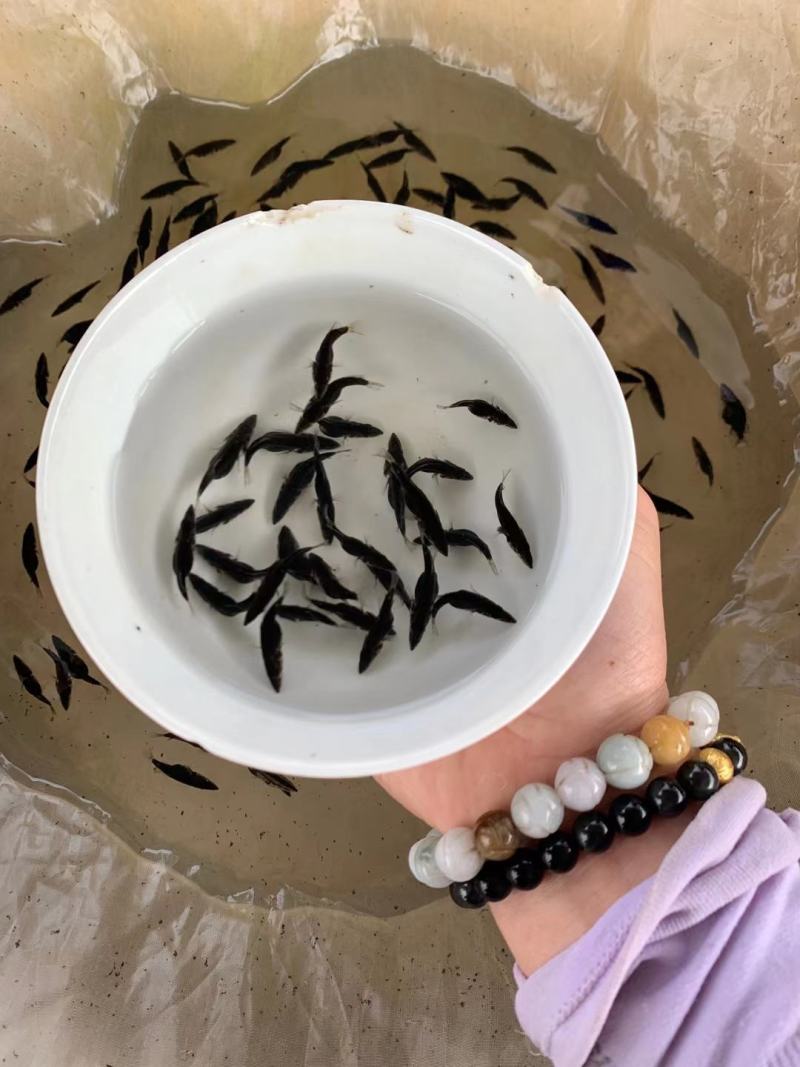 桂花鱼苗2-5公分，鳜鱼苗，淡水鱼苗水产养殖，量大优惠