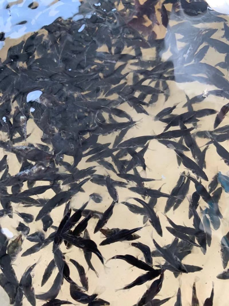 桂花鱼苗2-5公分，鳜鱼苗，淡水鱼苗水产养殖，量大优惠