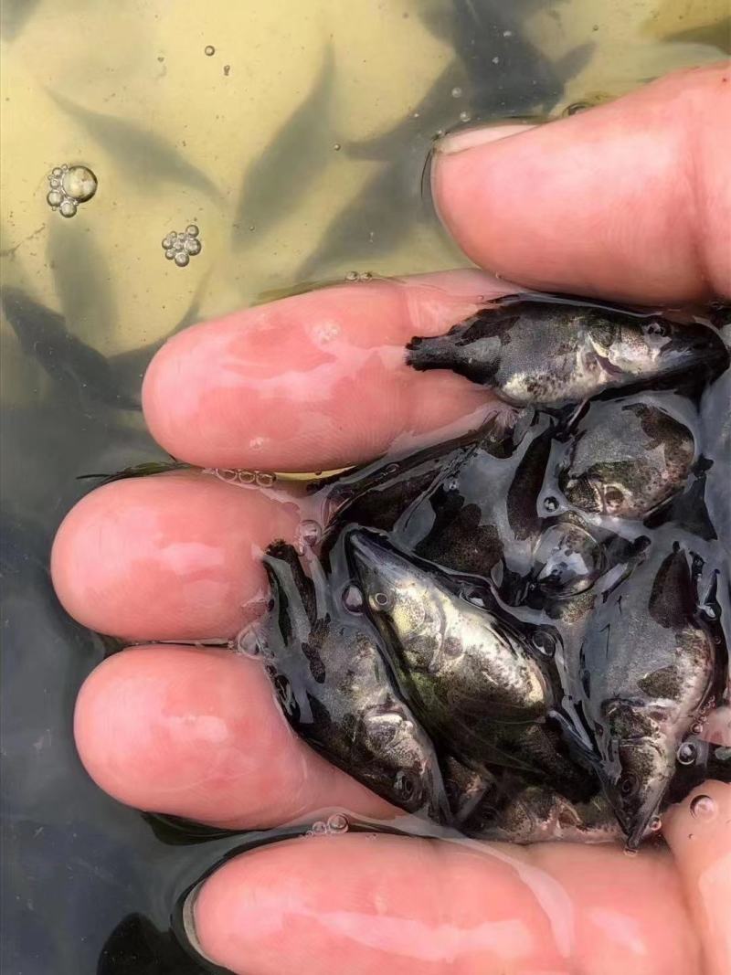 桂花鱼苗2-5公分，鳜鱼苗，淡水鱼苗水产养殖，量大优惠