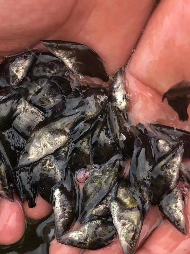 桂花鱼苗2-5公分，鳜鱼苗，淡水鱼苗水产养殖，量大优惠