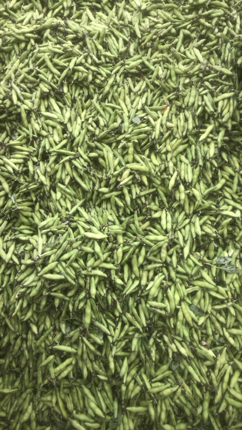 豆子刚好合适不老不嫩价格适中