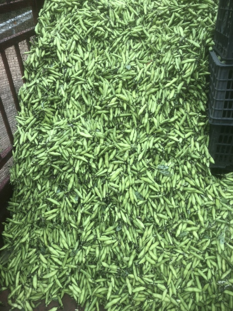 豆子刚好合适不老不嫩价格适中