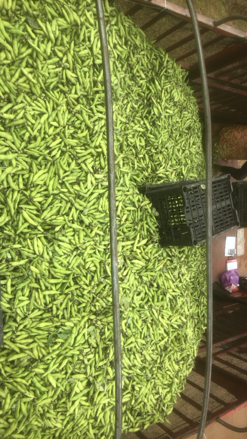 豆子刚好合适不老不嫩价格适中