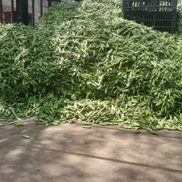 豆子刚好合适不老不嫩价格适中