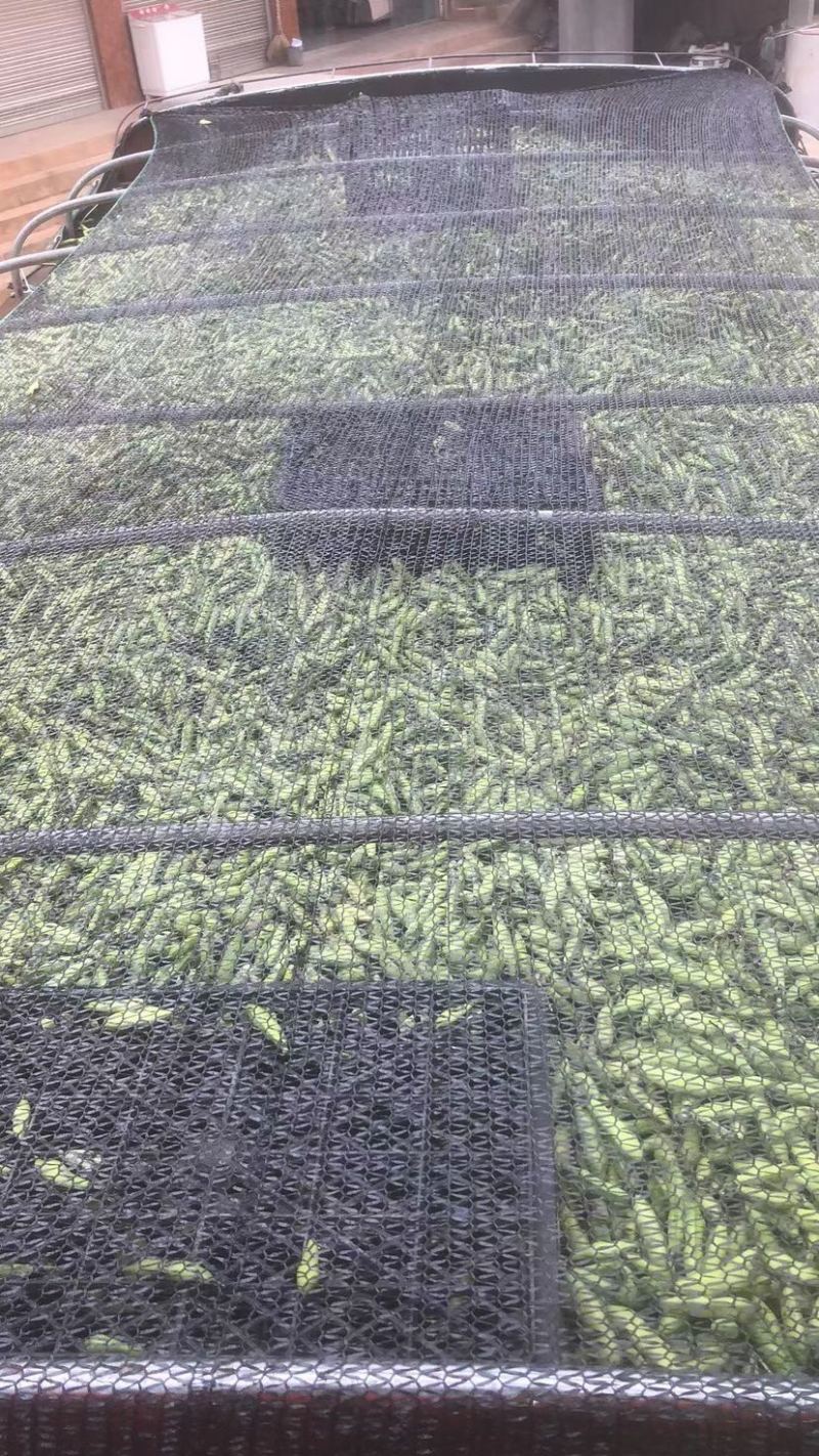 豆子刚好合适不老不嫩价格适中