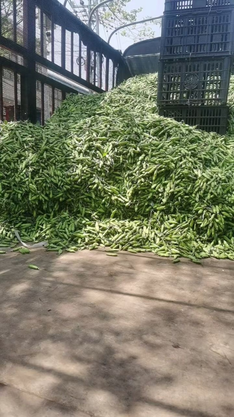 豆子刚好合适不老不嫩价格适中