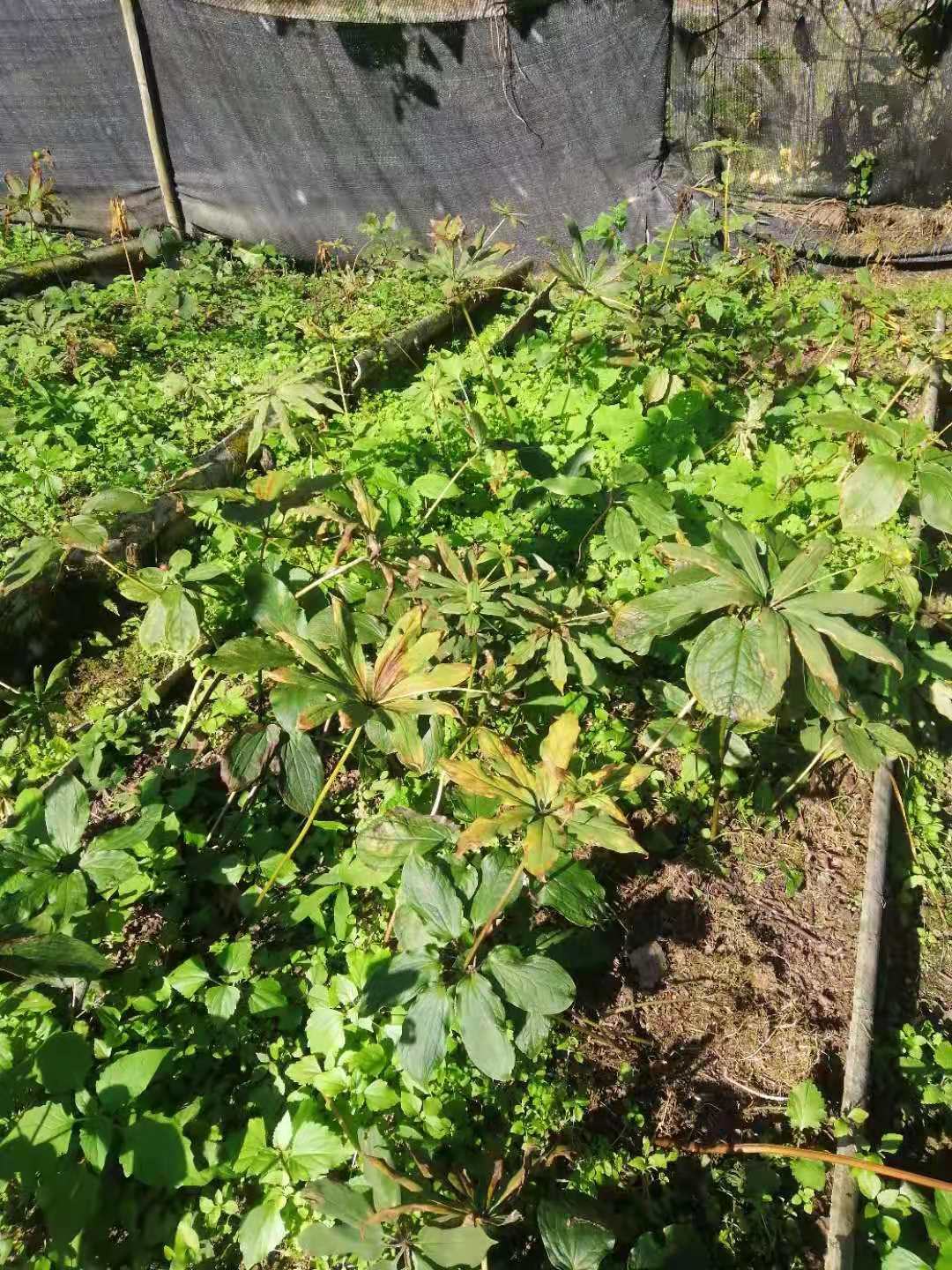 中缅边境自家种植滇重楼