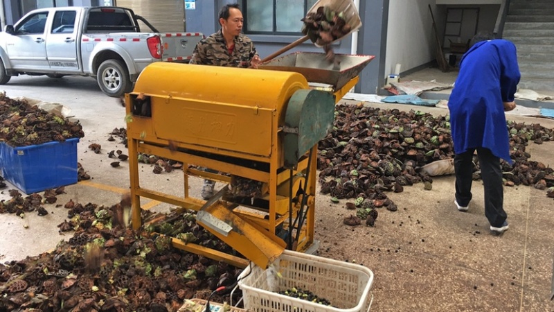 老莲蓬莲子脱粒机莲子脱蓬剥蓬机器尚品莲皇厂家直销