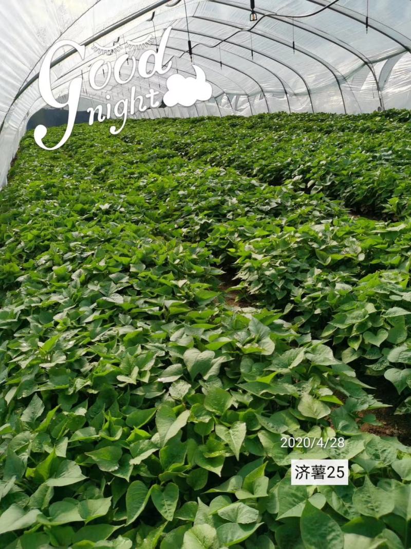 济薯26红薯苗基地直发
