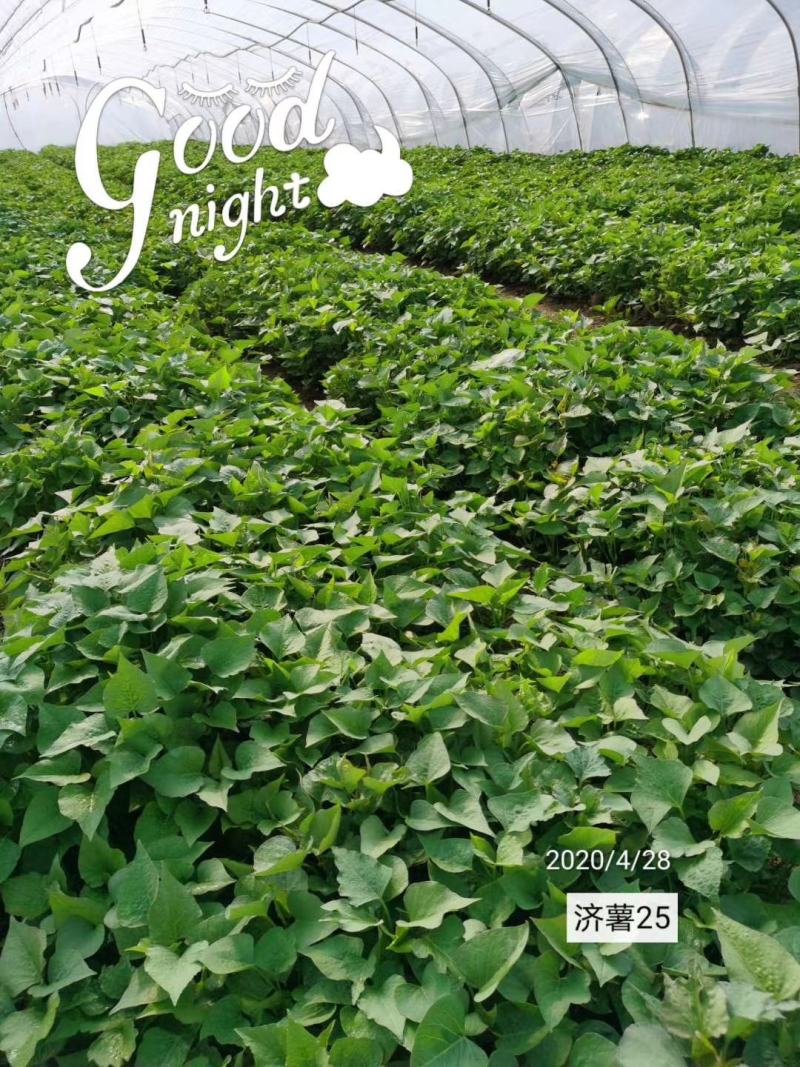 济薯26红薯苗基地直发