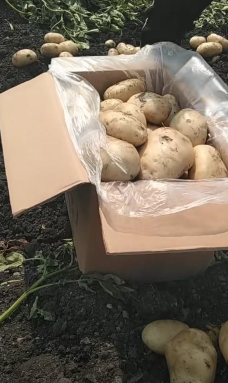 土豆供应商的时候，，，，