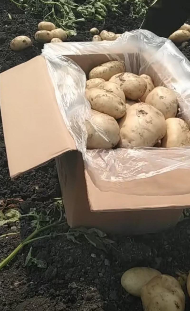 土豆供应商的时候，，，，