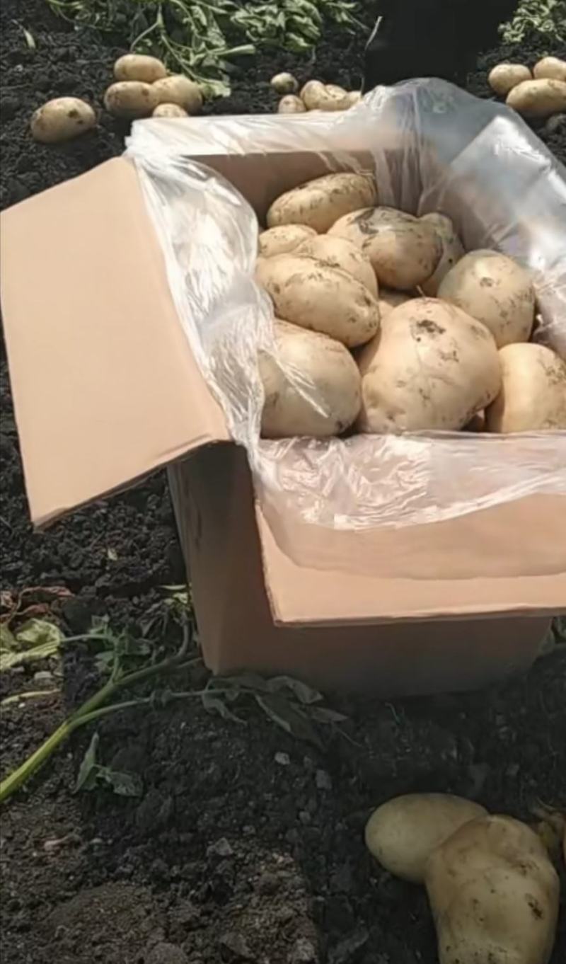 土豆供应商的时候，，，，