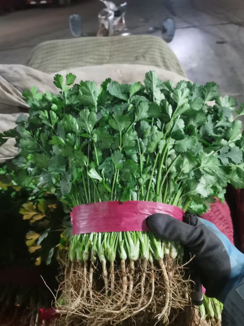 精品香菜叶子大质量好高中低齐全。
