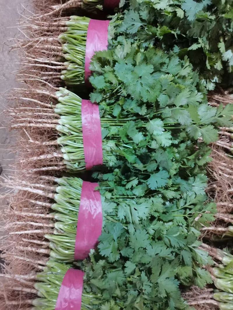 精品香菜叶子大质量好高中低齐全。