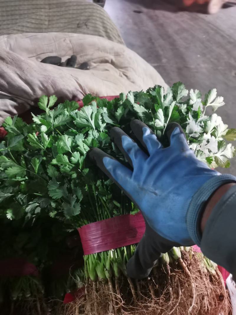 精品香菜叶子大质量好高中低齐全。