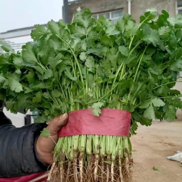 精品香菜叶子大质量好高中低齐全。