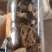 15年新会老陈皮广东老陈皮一罐250克大量批发
