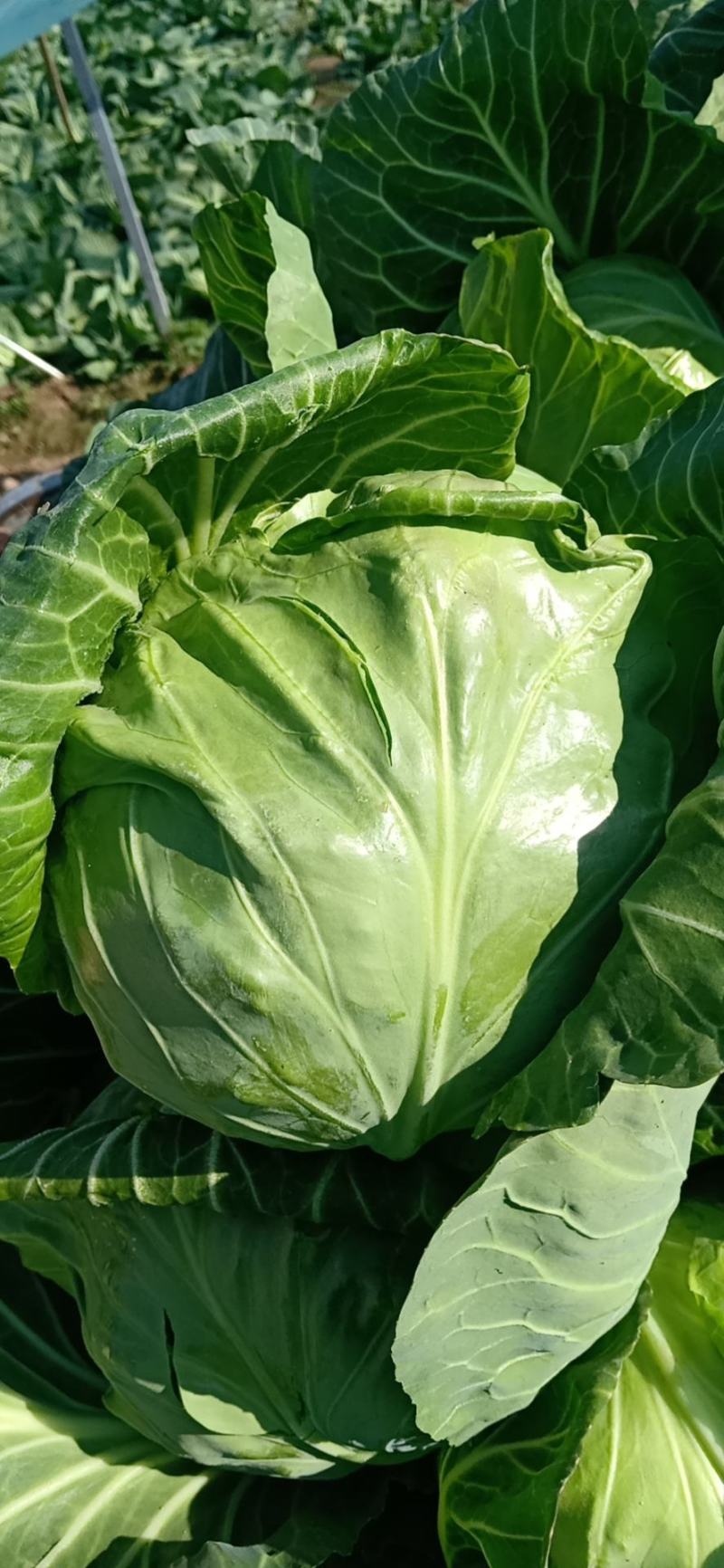 定州松软型甘蓝大量上市