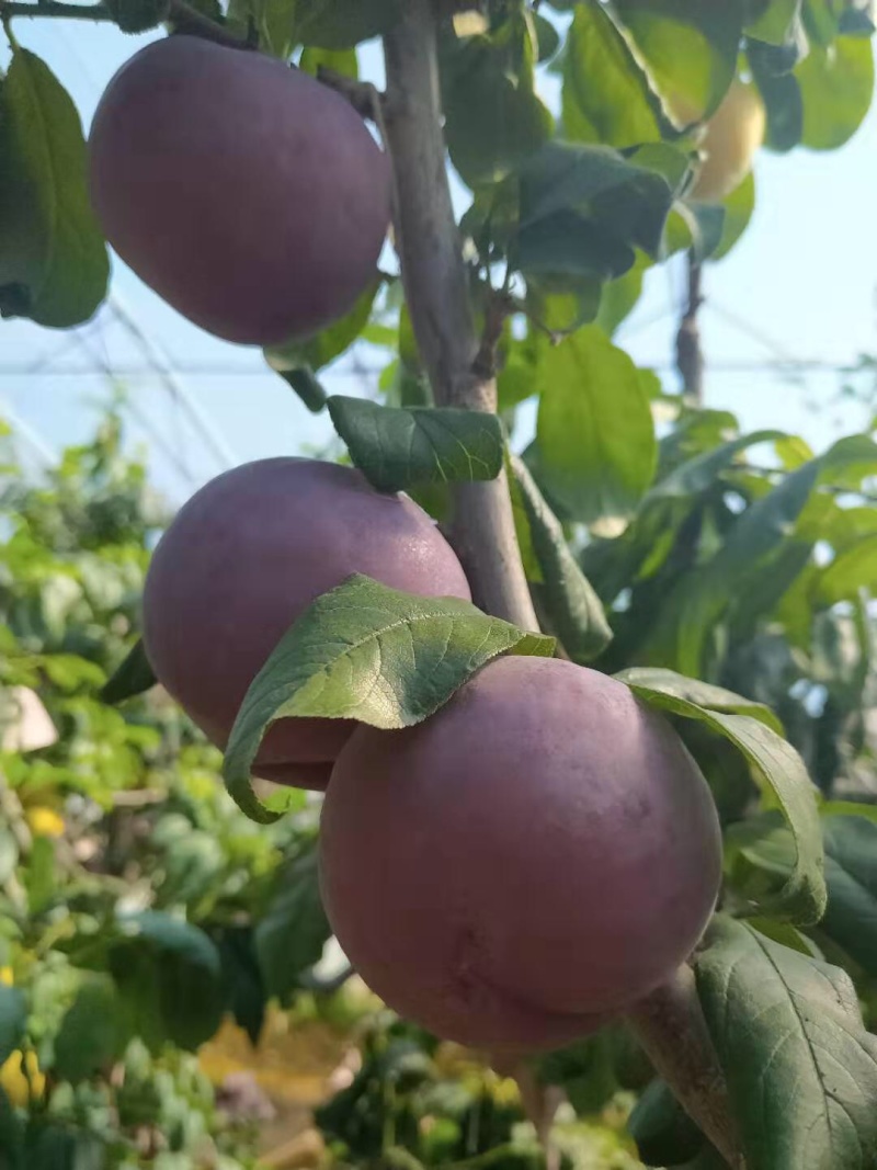 辽南地区棚区黑布林李子保质保量大量上市欢迎订购