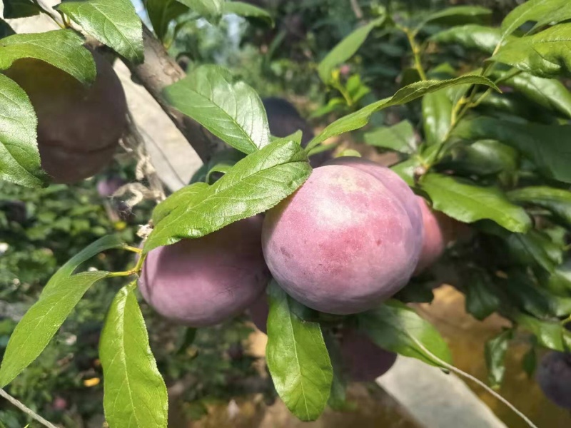 辽南地区棚区黑布林李子保质保量大量上市欢迎订购