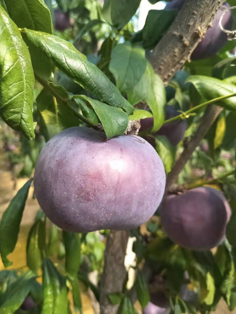 辽南地区棚区黑布林李子保质保量大量上市欢迎订购