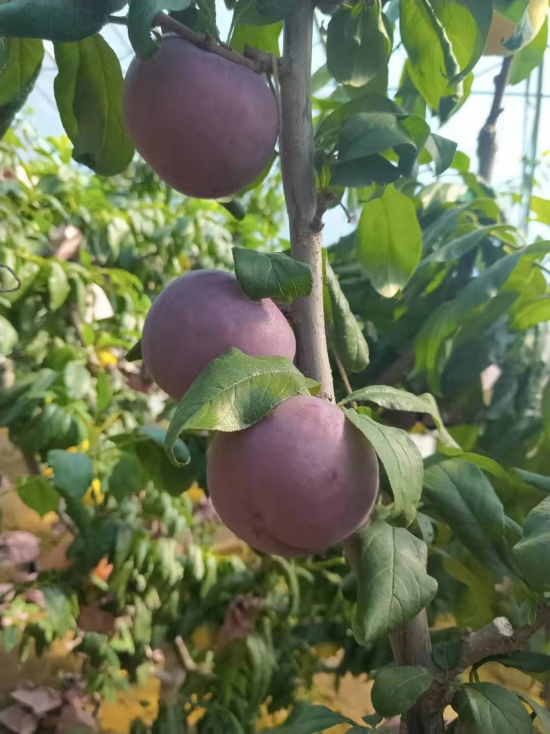 辽南地区棚区黑布林李子保质保量大量上市欢迎订购