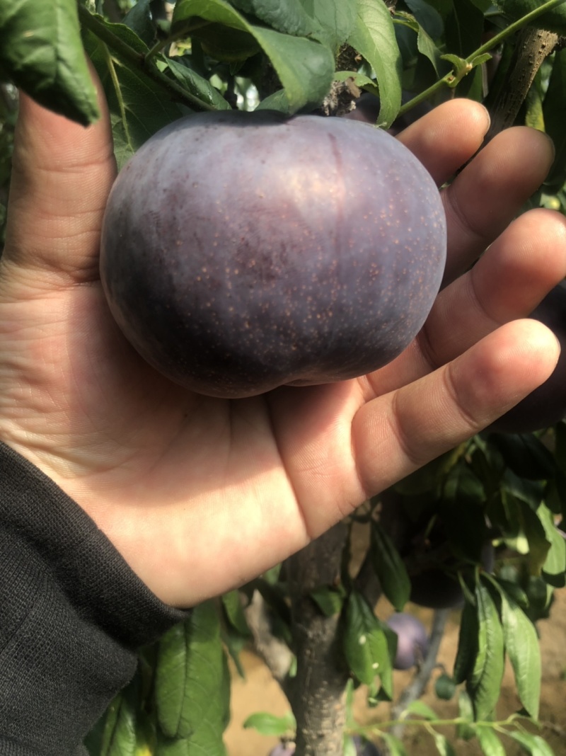 辽南地区棚区黑布林李子保质保量大量上市欢迎订购