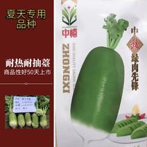 （精品）杂交萝卜新品种整齐度高较耐热表皮绿