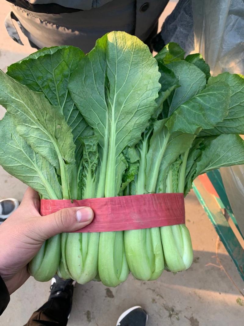 精品小白菜产地一手货源新鲜色好质量分三等。