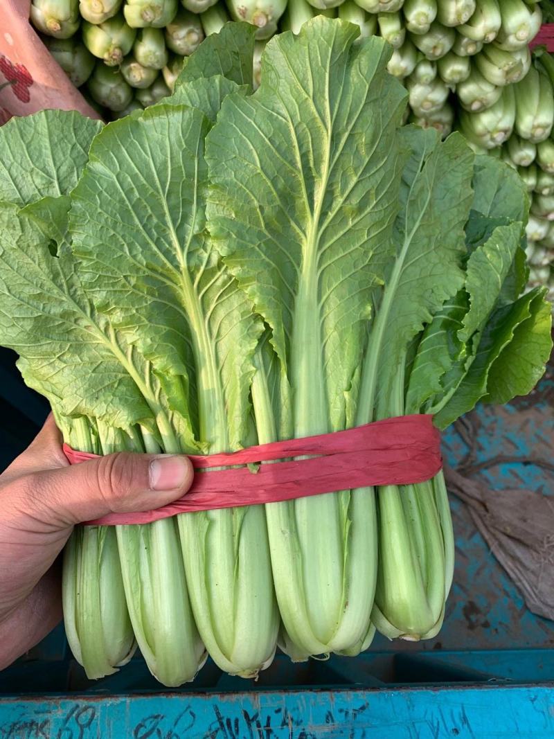 精品小白菜产地一手货源新鲜色好质量分三等。