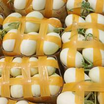 精品东方蜜，合作社统一包装，台州市海边纱土香又甜大量上市