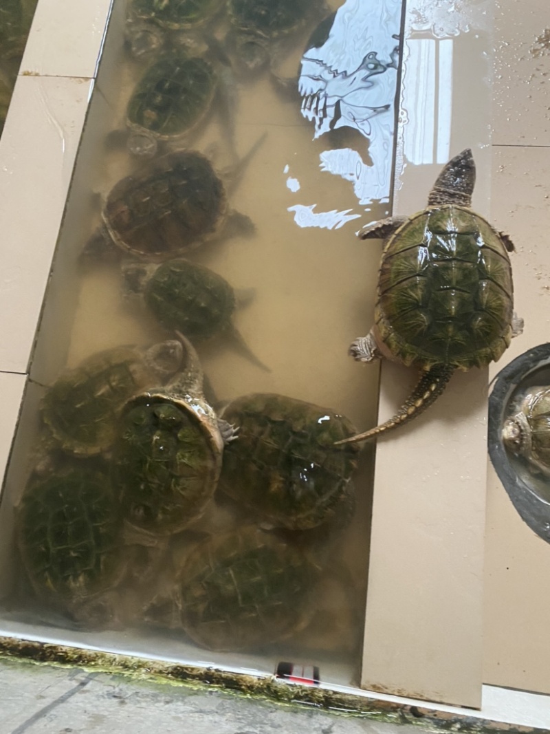 自家养殖鳄鱼龟，5斤到十斤一只，可养殖，煲汤龟，欢迎下单