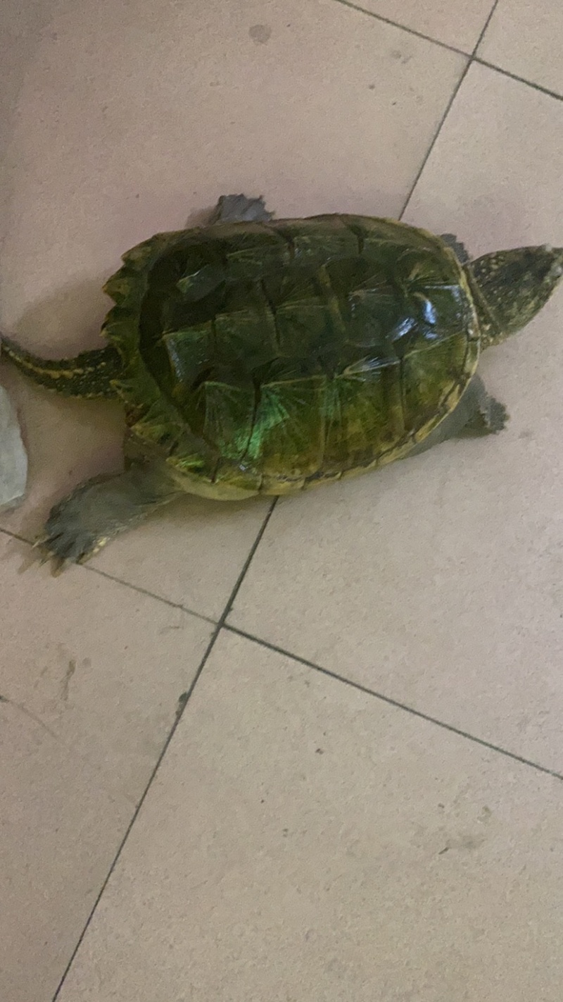 自家养殖鳄鱼龟，5斤到十斤一只，可养殖，煲汤龟，欢迎下单