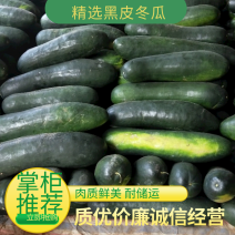 黑皮地冬瓜大量现货供应，商超市场对接品质保证专业代发