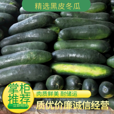 黑皮地冬瓜大量现货供应，商超市场对接品质保证专业代发