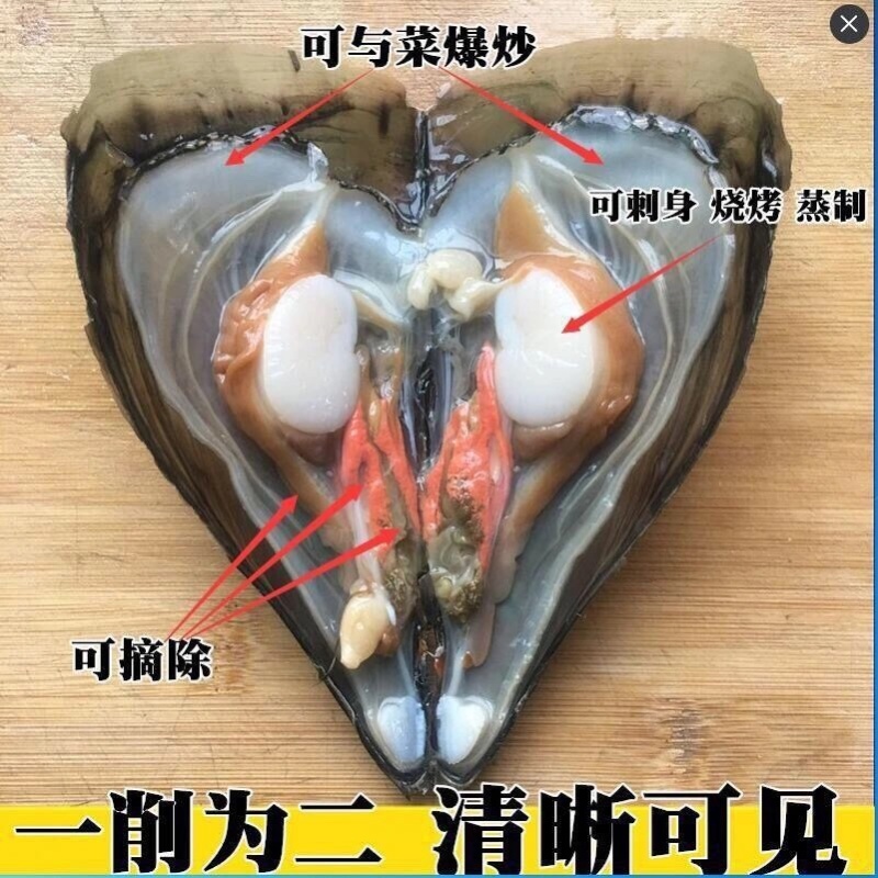 码头直供鲜活带子螺。绿甲绿贝。又名江瑶贝。