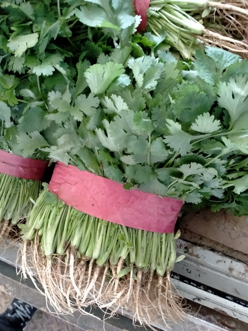 精品香菜产地一手货源诚信代办保质保量！